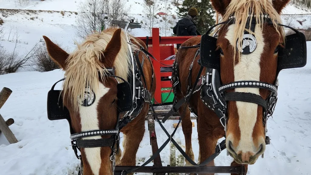 Sleigh Ride in Vail Colorado